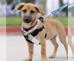 Lego Pup - Dino - Male Chihuahua-Unknown Mix Dog for Adoption - Small photo