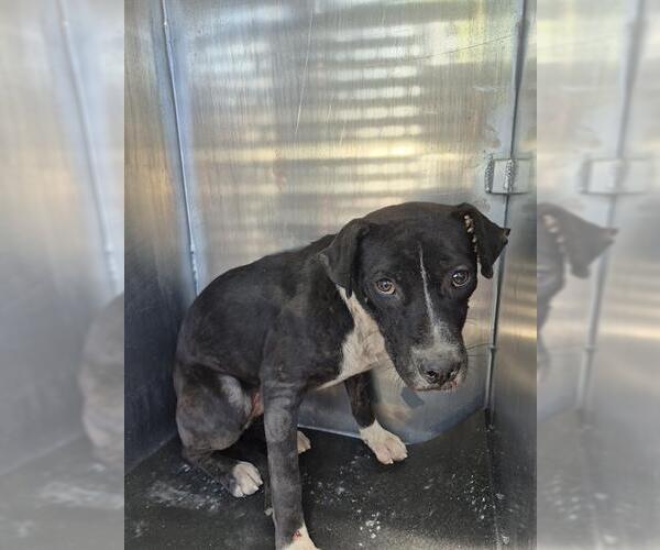 Medium Photo #1 American Staffordshire Terrier-Unknown Mix Puppy For Sale in San Antonio, TX, USA