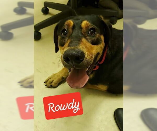 Medium Photo #2 Treeing Walker Coonhound-Unknown Mix Puppy For Sale in Sheboygan, WI, USA