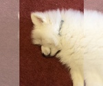 Small Photo #5 Samoyed Puppy For Sale in NEDROW, NY, USA