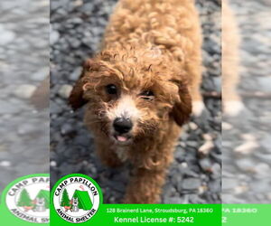 Cavalier King Charles Spaniel Dogs for adoption in Stroudsburg, PA, USA