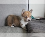 Small #4 Pembroke Welsh Corgi