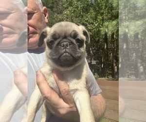 View Ad Pug Puppy For Sale Near Virginia Williamsburg Usa Adn 225548