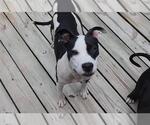 Small #11 American Pit Bull Terrier Mix