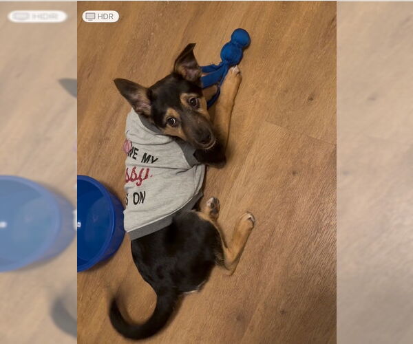 Medium Photo #3 German Shepherd Dog-Unknown Mix Puppy For Sale in Minneapolis, MN, USA