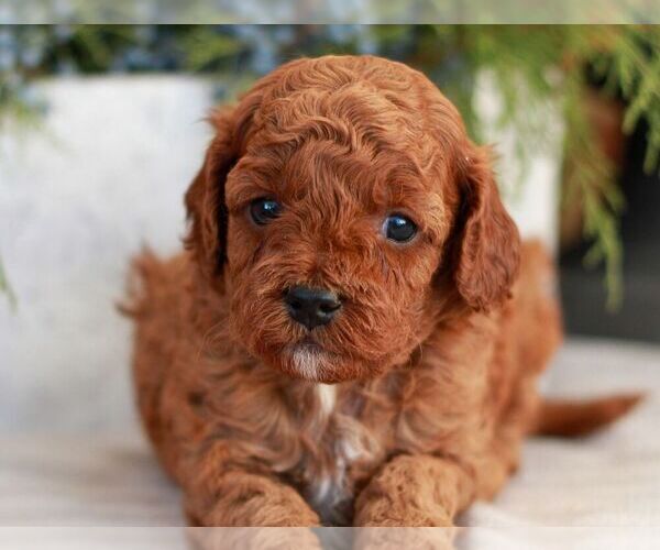 Medium Photo #1 Cavapoo (Miniature) Puppy For Sale in NARVON, PA, USA