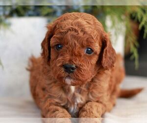 Cavapoo (Miniature) Puppy for sale in NARVON, PA, USA