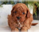 Small Cavapoo (Miniature)