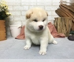 Small Photo #1 Shiba Inu Puppy For Sale in NEW YORK, NY, USA