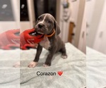 Puppy Corazon Cane Corso