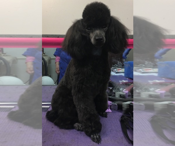 Medium Photo #1 Poodle (Toy) Puppy For Sale in COCHRANTON, PA, USA
