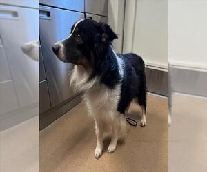 Australian Shepherd Dogs for adoption in Norco, CA, USA