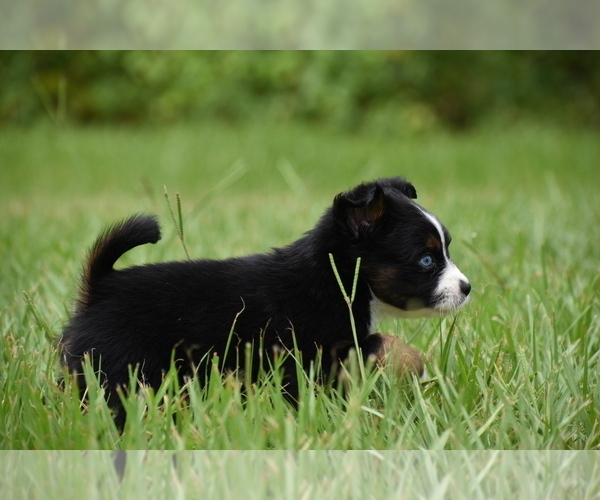 Medium Photo #9 Miniature Australian Shepherd Puppy For Sale in PALM COAST, FL, USA