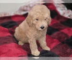 Small #6 Goldendoodle