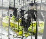 Small #1 Border Collie Mix