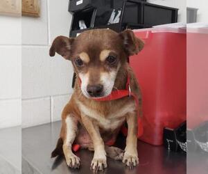 Chihuahua Dogs for adoption in San Bernardino, CA, USA