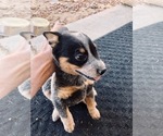 Small Photo #23 Australian Cattle Dog Puppy For Sale in PAHRUMP, NV, USA