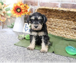 Elijah - Male Schnauzer (Miniature) Puppy for Sale - Photo #3