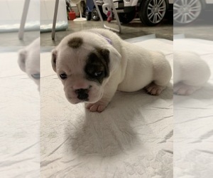 Olde English Bulldogge Puppy for sale in FAYETTEVILLE, TN, USA