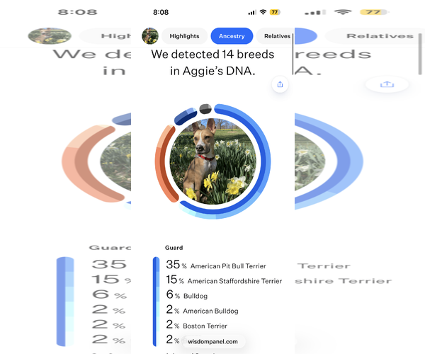 Medium Photo #8 American Pit Bull Terrier-Siberian Husky Mix Puppy For Sale in Westminster, MD, USA