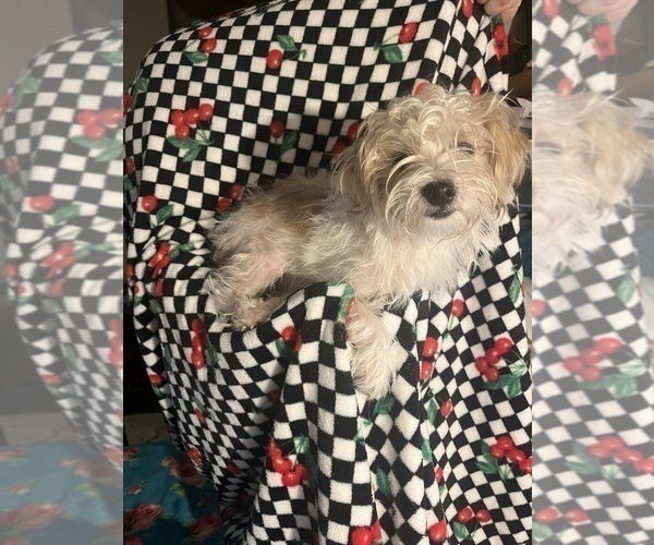 Medium Photo #4 Shorkie Tzu Puppy For Sale in LEBANON, OR, USA