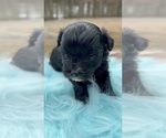 Small #10 Morkie
