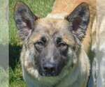 Small #5 German Shepherd Dog Mix