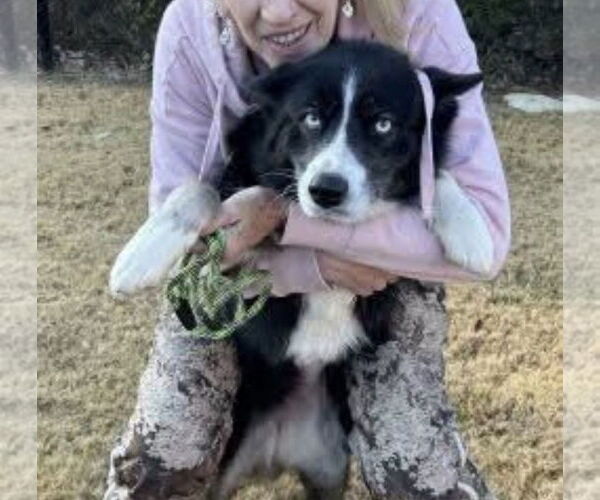 Medium Photo #3 Border Collie-Unknown Mix Puppy For Sale in Mt. Laurel, NJ, USA