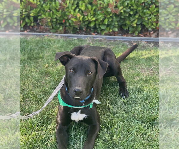 Medium Photo #4 Labrador Retriever-Unknown Mix Puppy For Sale in Dana Point, CA, USA