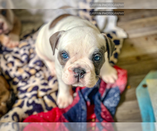 Medium Photo #4 Olde English Bulldogge Puppy For Sale in OVERLAND, KS, USA