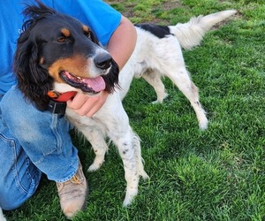 Father of the English Setter puppies born on 04/11/2025