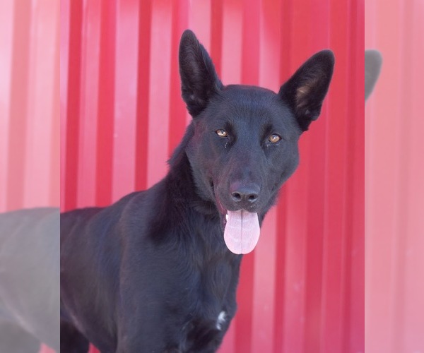 Medium Photo #2 German Shepherd Dog Puppy For Sale in Tracy, CA, USA