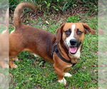 Small #2 Basset Hound-German Shepherd Dog Mix