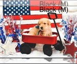Small Photo #1 Labradoodle Puppy For Sale in HEMET, CA, USA