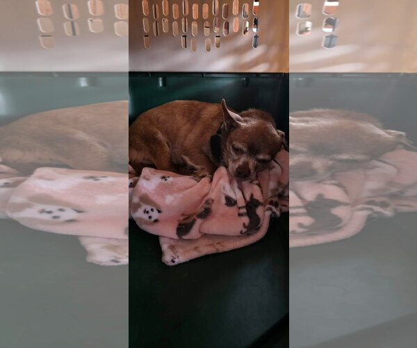 Medium Photo #3 Chihuahua-Unknown Mix Puppy For Sale in New London, WI, USA