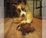 Small #7 Border Collie-Siberian Husky Mix