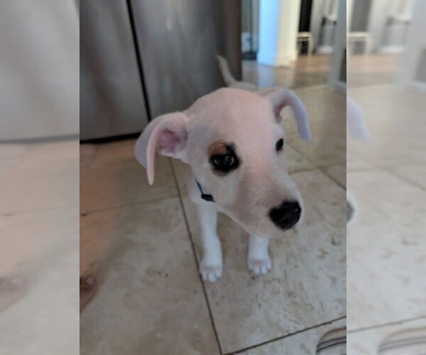 Medium Photo #3 Mutt Puppy For Sale in Sandy, UT, USA