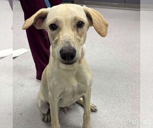 Labrador Retriever-Retriever Mix Dogs for adoption in Washington, DC, USA