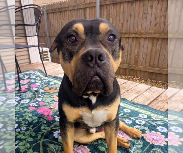 Medium Photo #1 Mutt Puppy For Sale in Tulsa, OK, USA