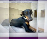 Small #13 Doberman Pinscher Mix