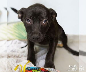 Labrador Retriever-Unknown Mix Dogs for adoption in Washington, DC, USA