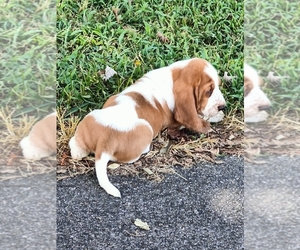 Basset Hound Puppy for sale in NEWBERN, TN, USA