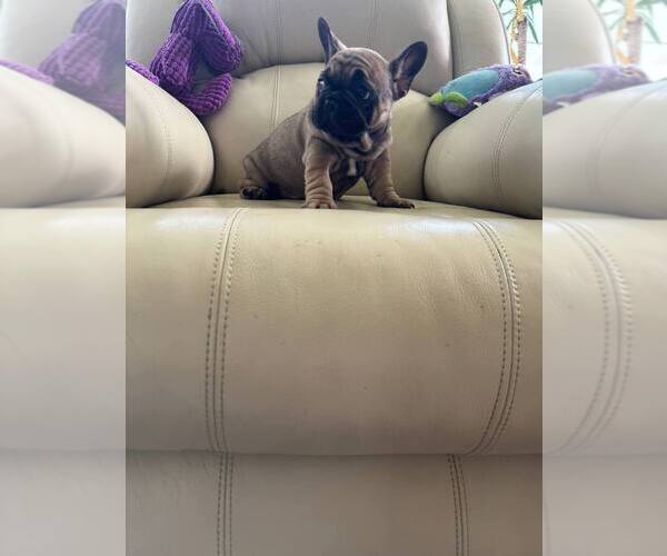 Medium Photo #3 French Bulldog Puppy For Sale in TREVOSE, PA, USA