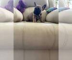Small #2 French Bulldog