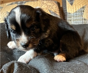 Aussalier Puppy for sale in PICAYUNE, MS, USA
