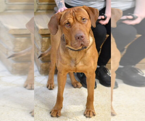 Medium Photo #1 Mastiff Puppy For Sale in Enfield, CT, USA