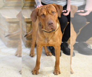 Mastiff Dogs for adoption in Enfield, CT, USA