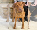 Hank - Male Mastiff Dog for Adoption - Small photo