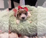 Puppy Beige and white Poodle (Toy)