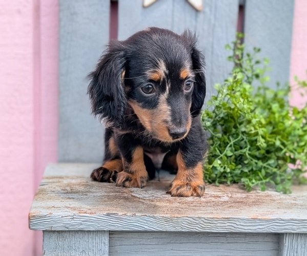 Medium Photo #5 Dachshund Puppy For Sale in GOSHEN, IN, USA